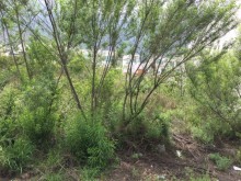 Terreno sin construccion (3)